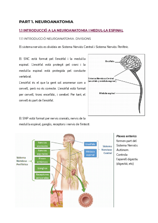 Miniatura del documento NEUROANATOMIA.pdf