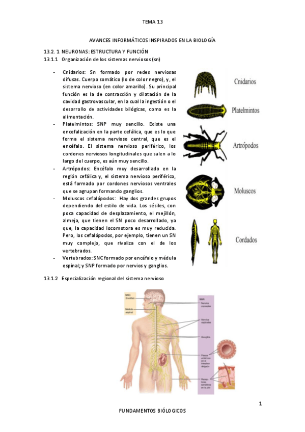 Miniatura del documento TEMA13.pdf