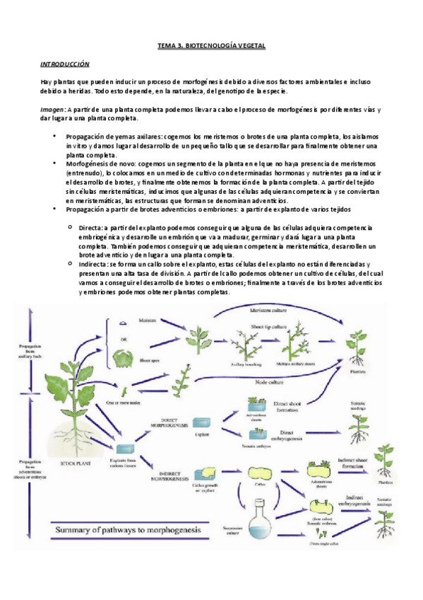Miniatura del documento Tema-3.pdf