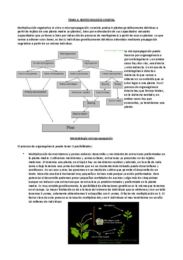 Miniatura del documento Tema-4.pdf