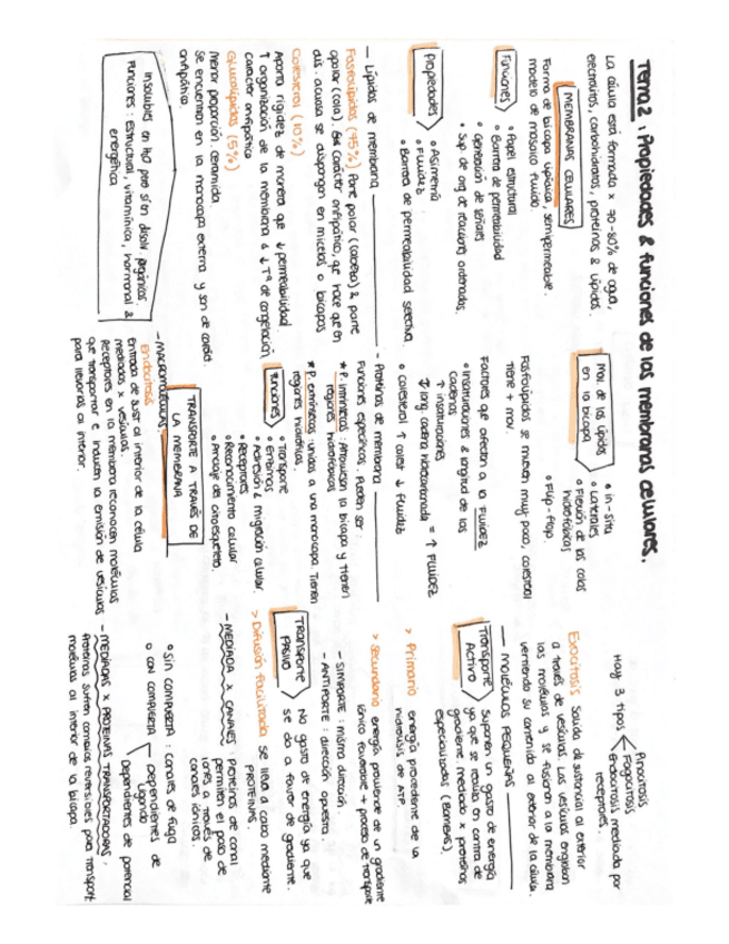 Miniatura del documento ESQUEMAS-BLOQUE-II-FISIOLOGIA.pdf