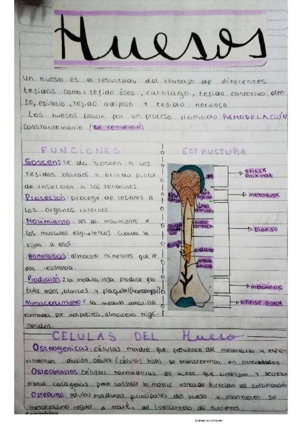Miniatura del documento huesos.pdf