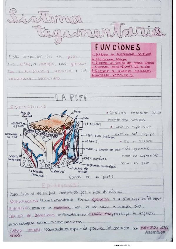 Miniatura del documento sistema-tegumentario-.pdf