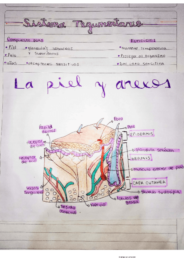 Miniatura del documento aparatos-y-sistemas-celula--generalidades-anatomicas-etc.pdf
