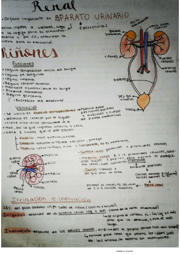 Miniatura del documento Renal.pdf