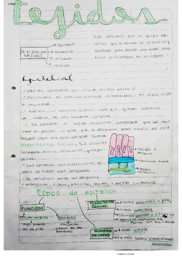 Miniatura del documento tejidos.pdf