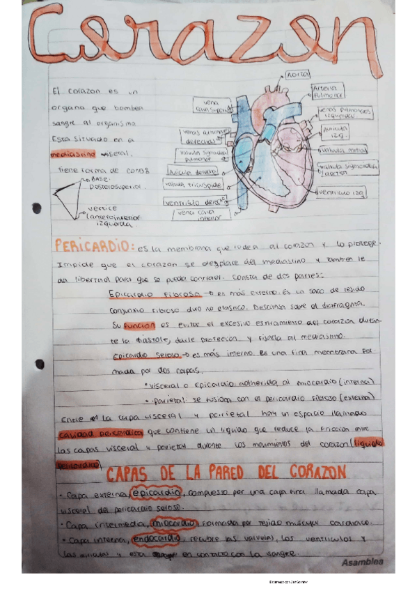 Miniatura del documento cardiovascular-.pdf