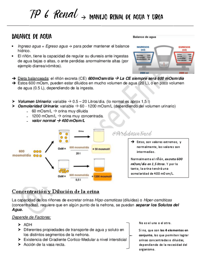 Miniatura del documento Manejo-Renal-de-Agua-y-Urea.pdf
