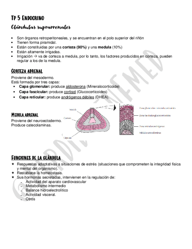 Miniatura del documento Glandula-Suprarrenal.pdf