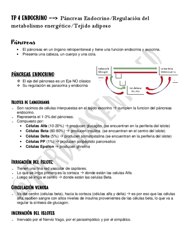 Miniatura del documento Pancreas-Endocrino.pdf