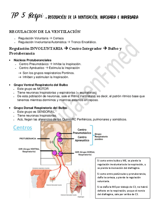 Miniatura del documento TP-5-Regulacion-de-la-ventilacion.pdf