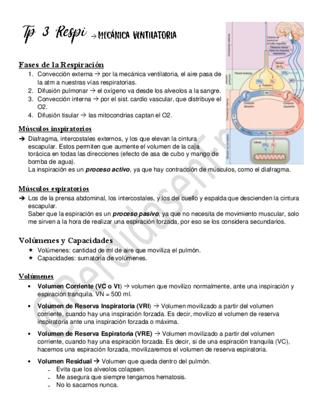 Miniatura del documento Tp-3-Mecanica-Ventilatoria.pdf
