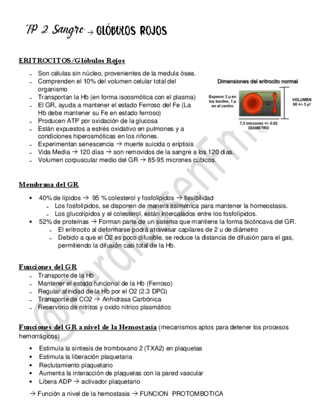 Miniatura del documento 2-Globulos-rojos-hemograma-hierro-y-anemias.pdf