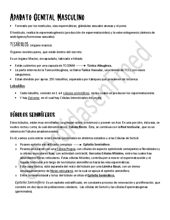 Miniatura del documento Aparato-Genital-Masculino.pdf