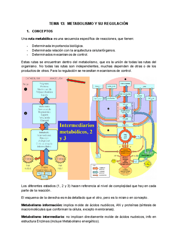 Miniatura del documento TEMA-13-METABOLISMO-Y-SU-REGULACION.pdf