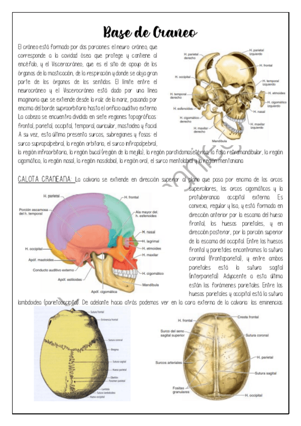 Miniatura del documento Base-de-Craneo.pdf