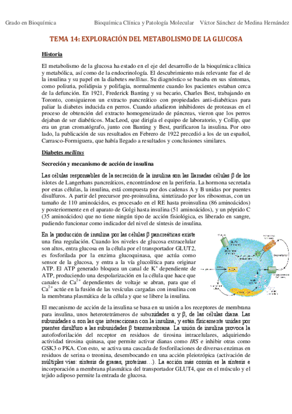 Miniatura del documento Tema 14. Exploración del metabolismo de la glucosa VSM.pdf