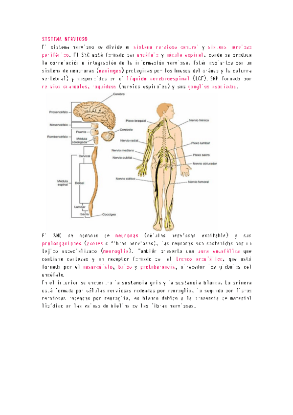 Miniatura del documento Neuro-sistema-nervioso.pdf