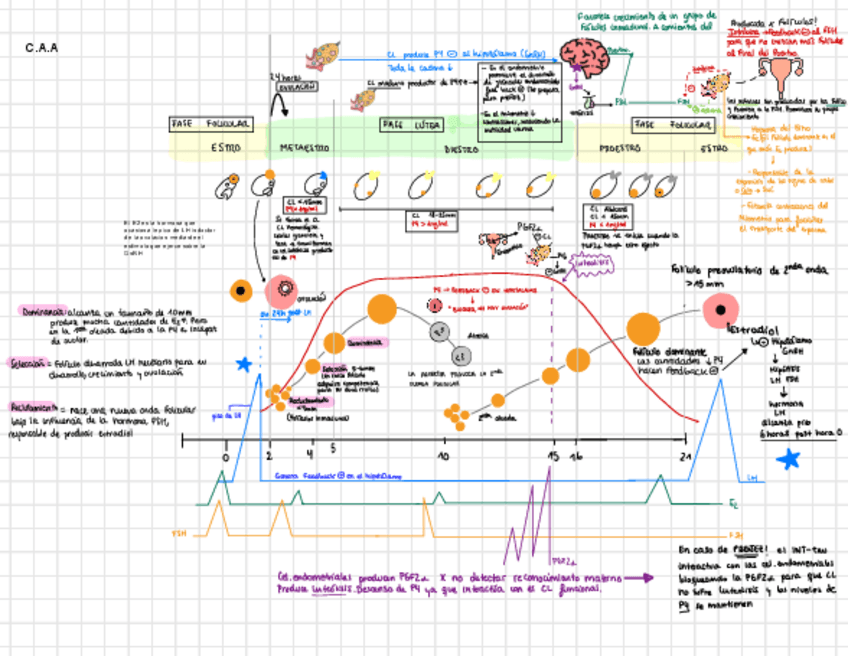 Miniatura del documento CICLO-ESTRAL-DE-LA-VACA.pdf
