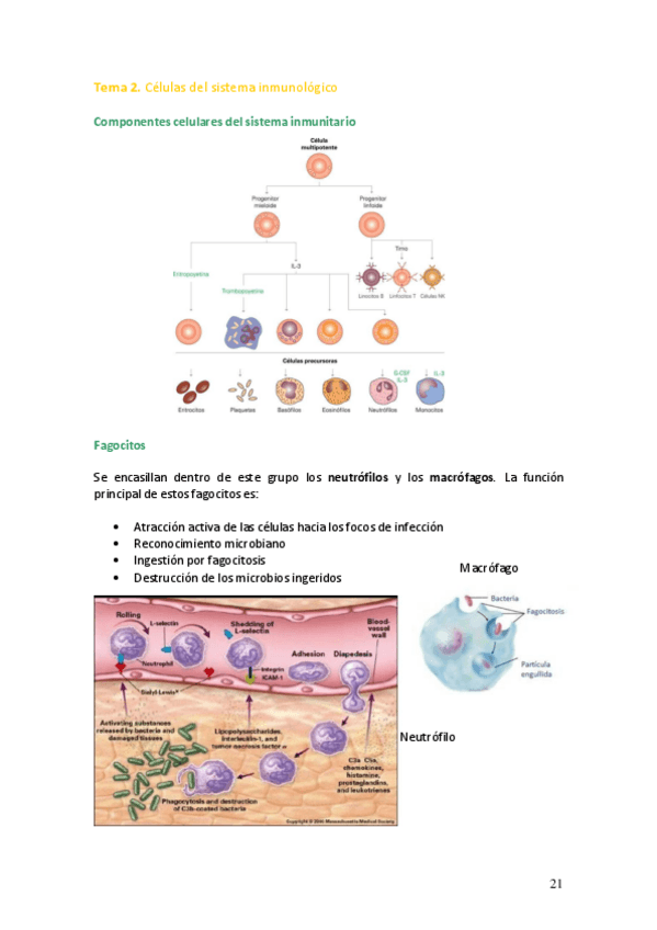 Miniatura del documento Tema-2.pdf