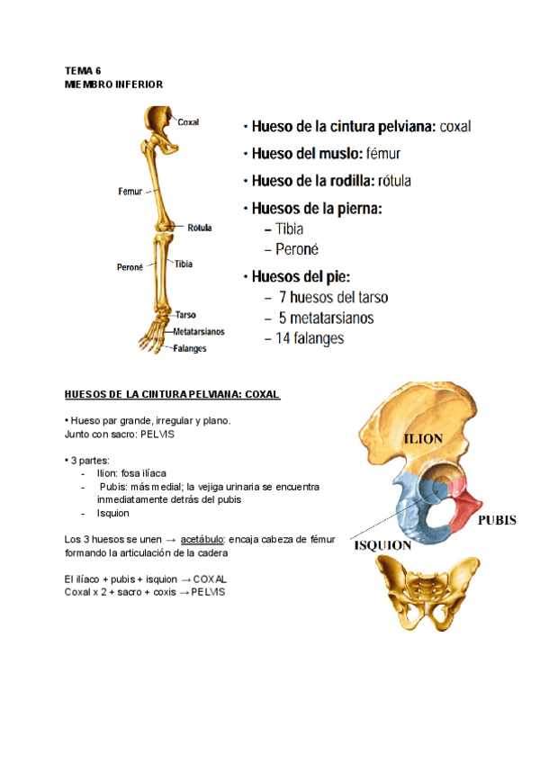 Miniatura del documento TEMA-6-Anatomia-1.pdf