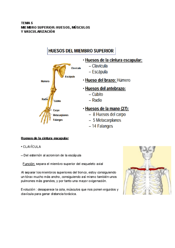 Miniatura del documento Tema-5-anatomia.pdf