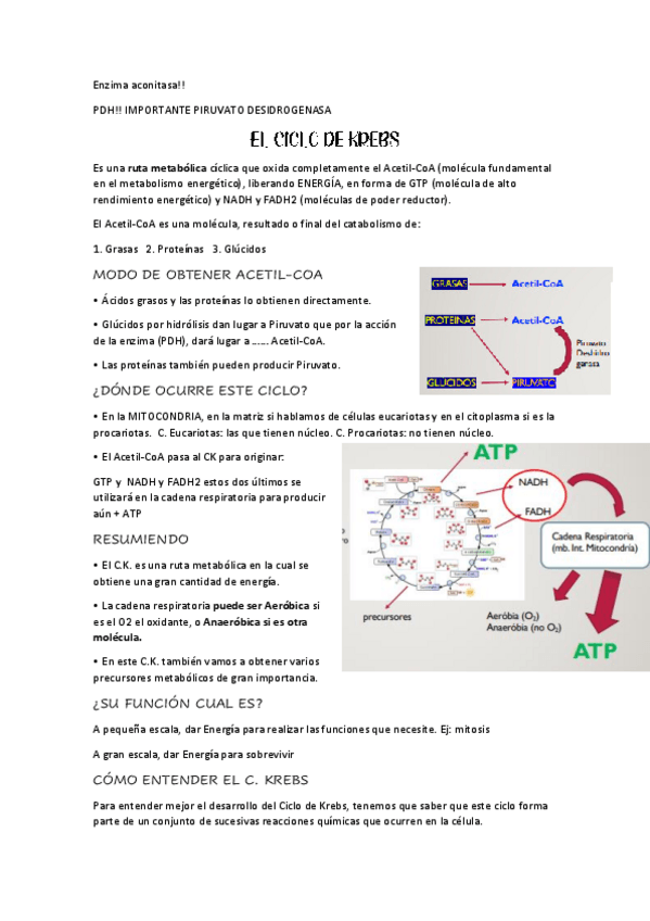 Miniatura del documento bioquimica-ciclo-de-kreb.pdf