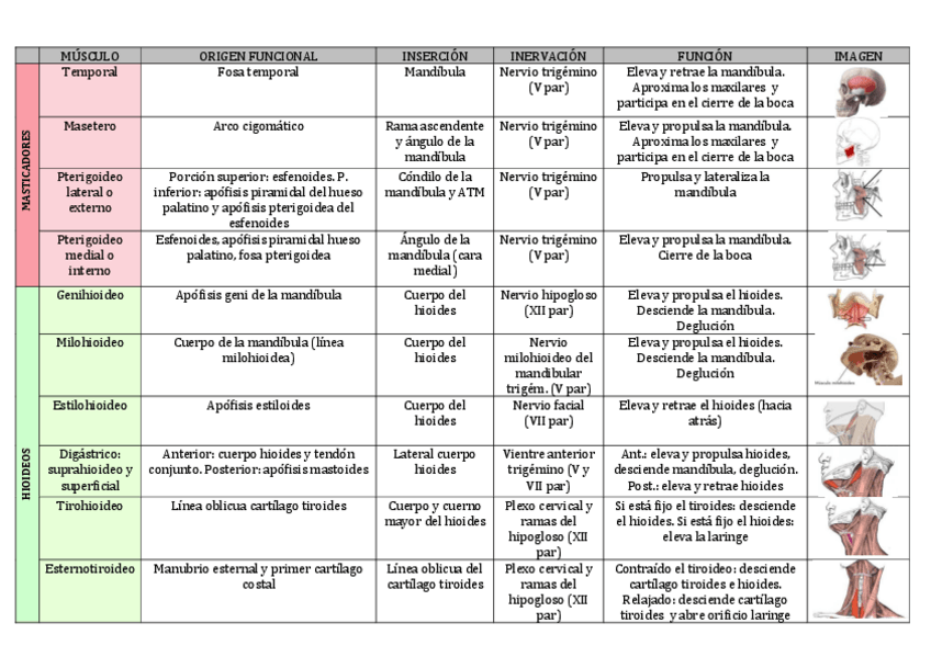 Miniatura del documento MUSCULOS-ANATOMIA.pdf