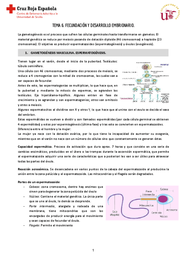 Miniatura del documento Tema-6-Reproductiva.pdf