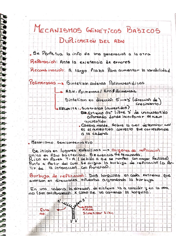 Miniatura del documento Reparacion-y-duplicacion-del-ADN.pdf