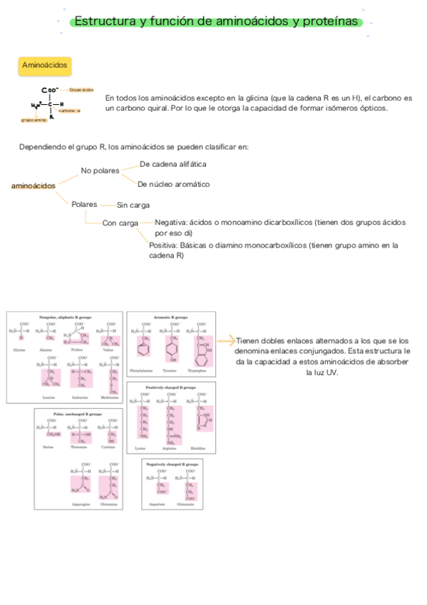 Miniatura del documento Estructura-y-funcion-de-aminoacidos-y-proteinas.pdf