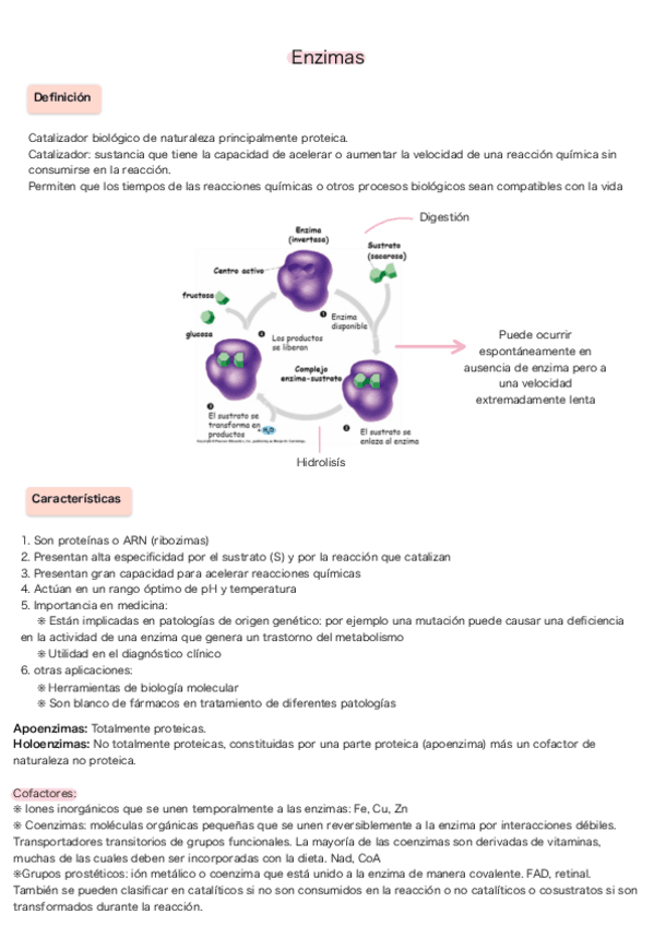 Miniatura del documento Enzimas.pdf