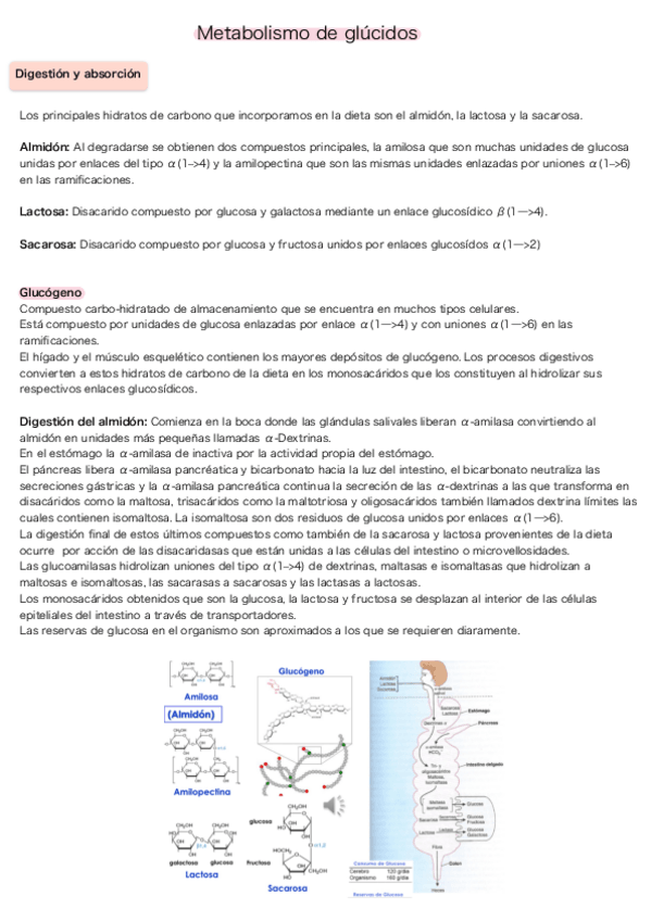 Miniatura del documento Metabolismo-de-glucidos.pdf