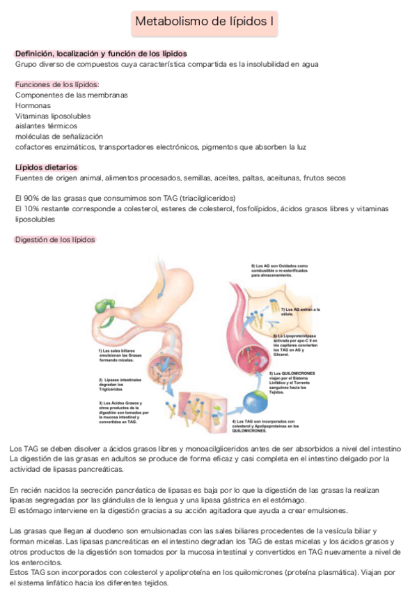 Miniatura del documento Metabolismo-de-lipidos-I.pdf