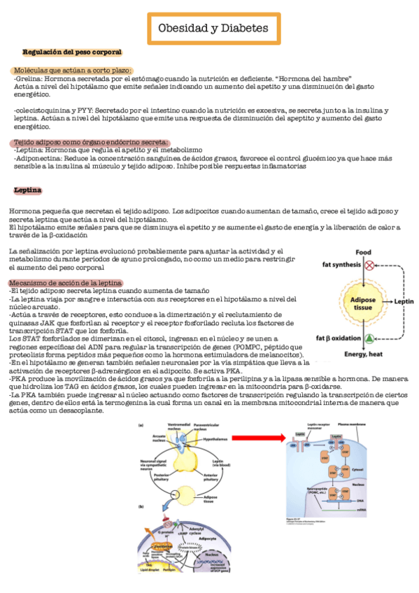 Miniatura del documento Obesidad-y-diabetes.pdf
