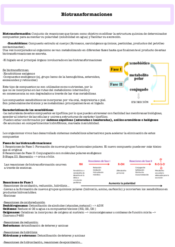 Miniatura del documento Metabolismo-de-Xenobioticos-y-biotransformaciones-.pdf