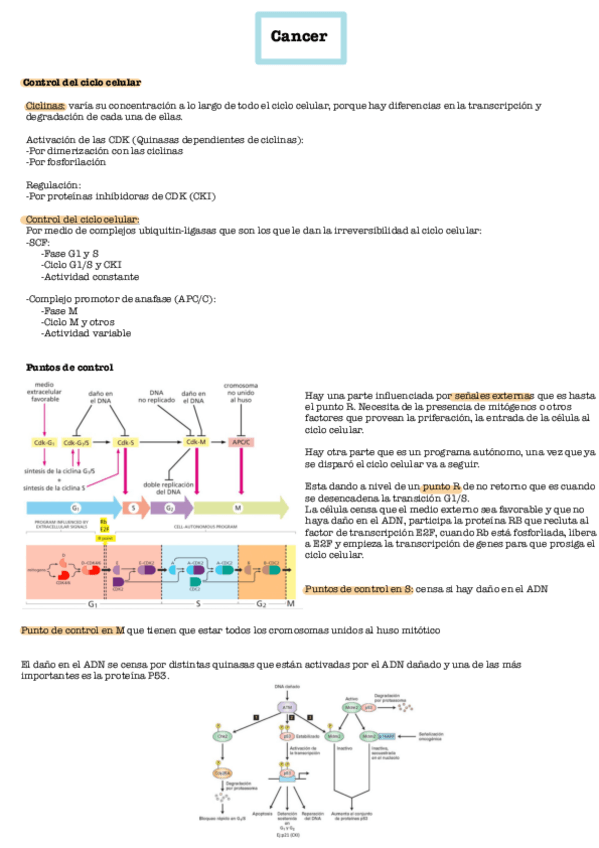 Miniatura del documento Cancer.pdf