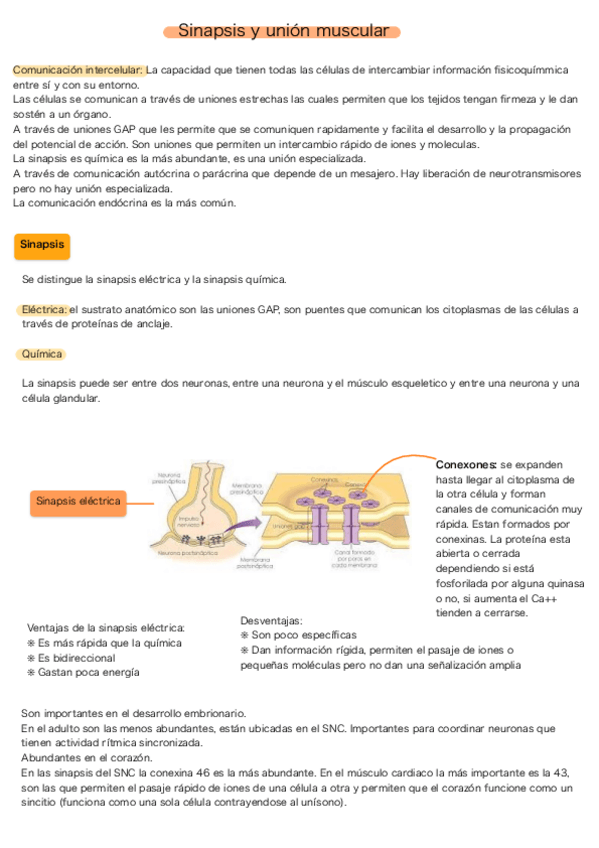 Miniatura del documento Sinapsis-y-union-neuromuscular.pdf