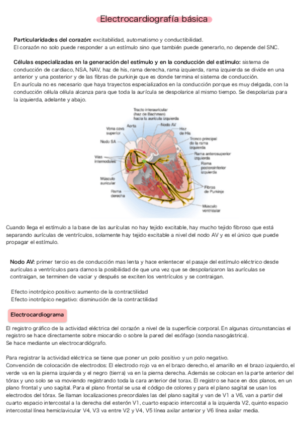 Miniatura del documento Electrocardiografia-basica.pdf