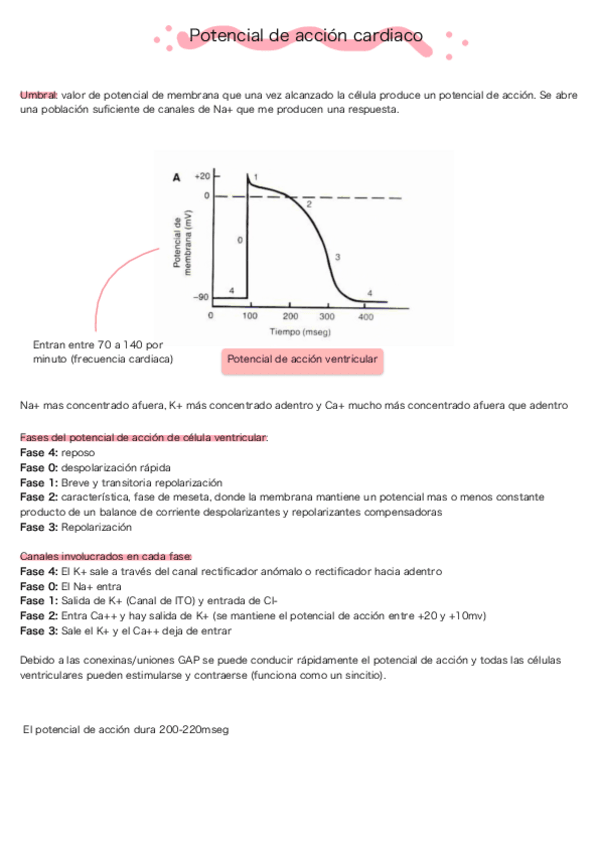 Miniatura del documento Potencial-de-accion-cardiaco.pdf