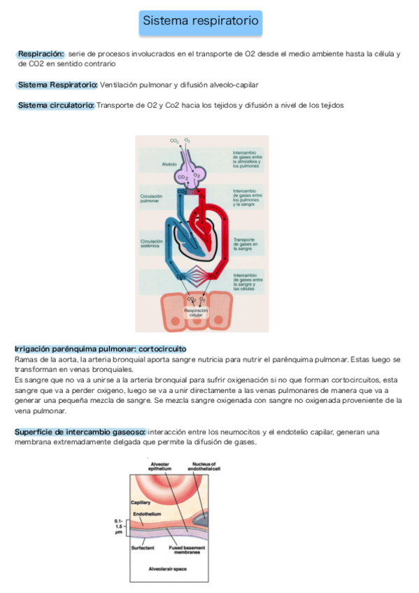 Miniatura del documento SIstemas-respiratorio-.pdf