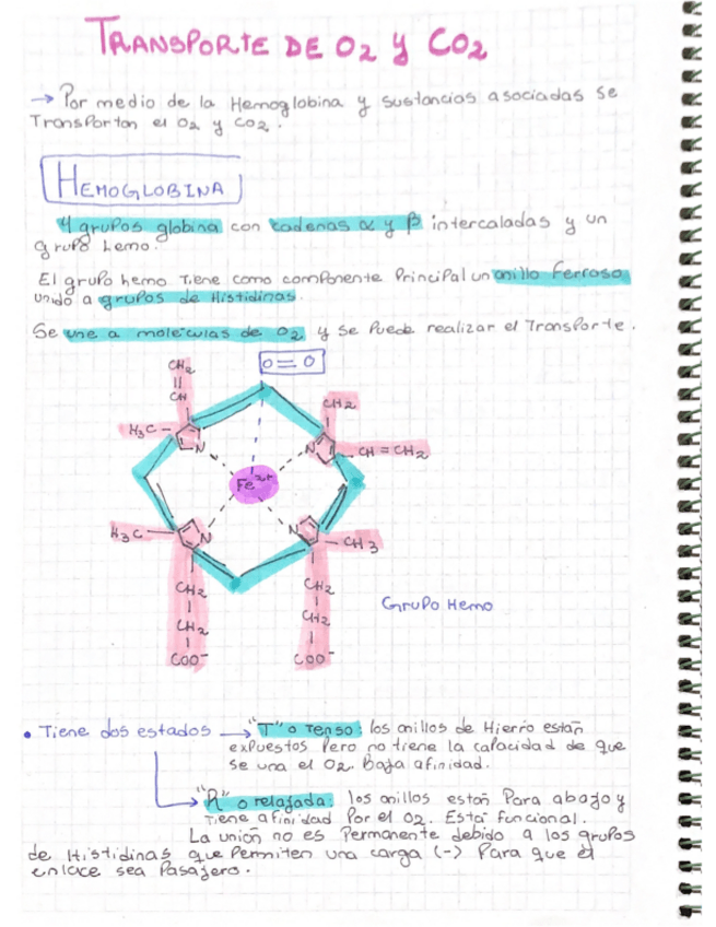 Miniatura del documento Transporte-De-CO2-Y-O2.pdf