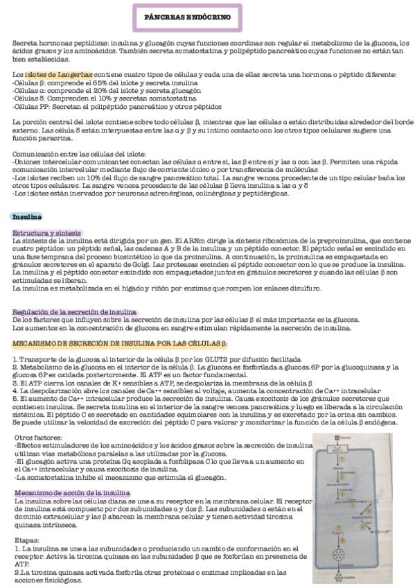 Miniatura del documento Pancreas-Endocrino.pdf