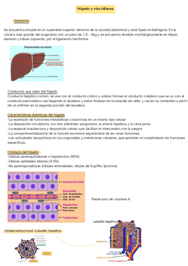 Miniatura del documento Higado-y-vias-biliares.pdf