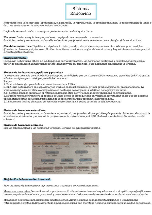 Miniatura del documento Sistema-endocrino.pdf