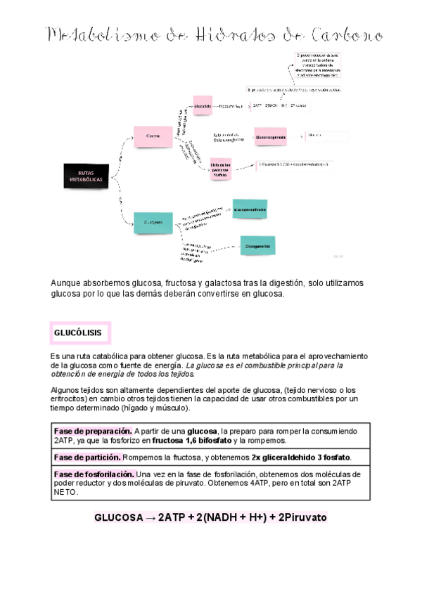 Miniatura del documento 7-Metabolimso-de-los-hidratos-de-cabono.pdf