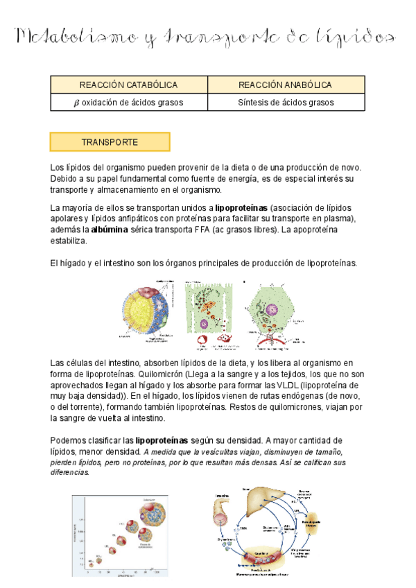Miniatura del documento 9-Metabolismo-y-transporte-de-lipidos.pdf