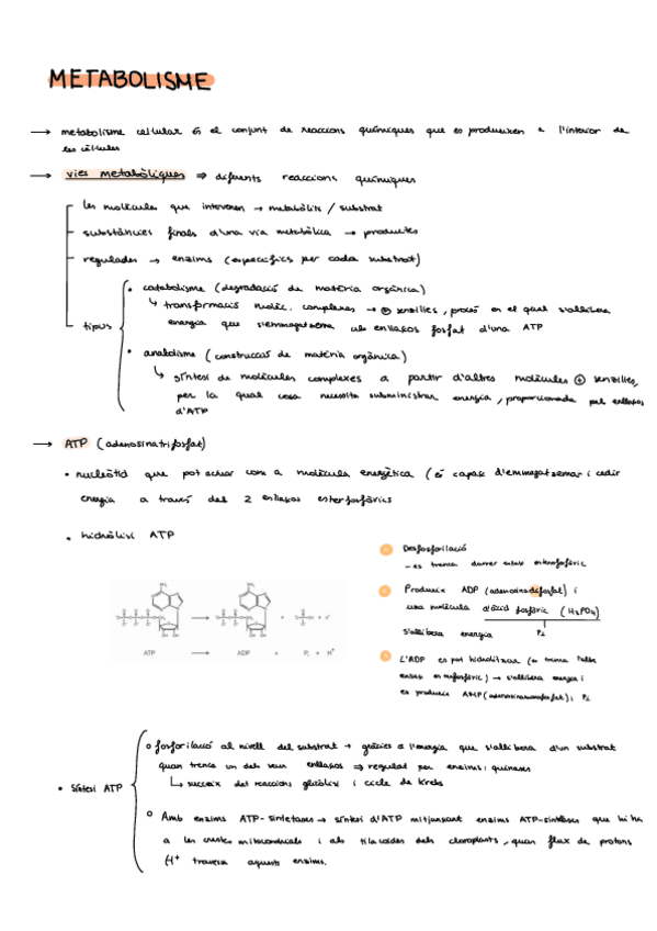 Miniatura del documento Metabolisme-I.pdf