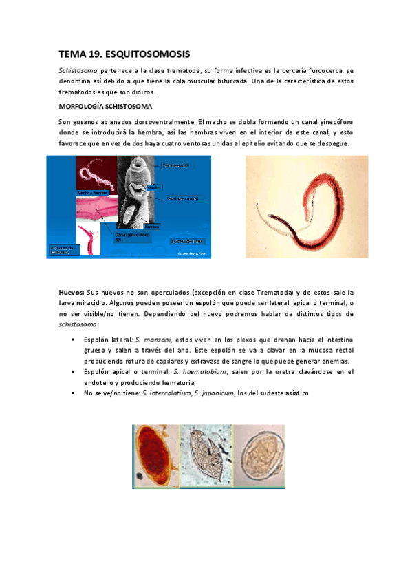 Miniatura del documento TEMA-19-Esquistosomosis.pdf