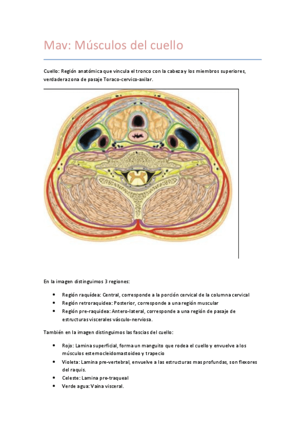 Miniatura del documento Mav-Musculos-del-cuello.pdf